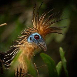 Hoatzin bird
