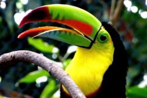 Colombian Birds example